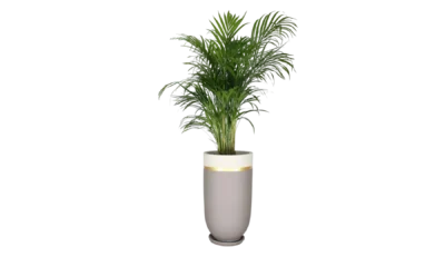 Jar Gri Saksı