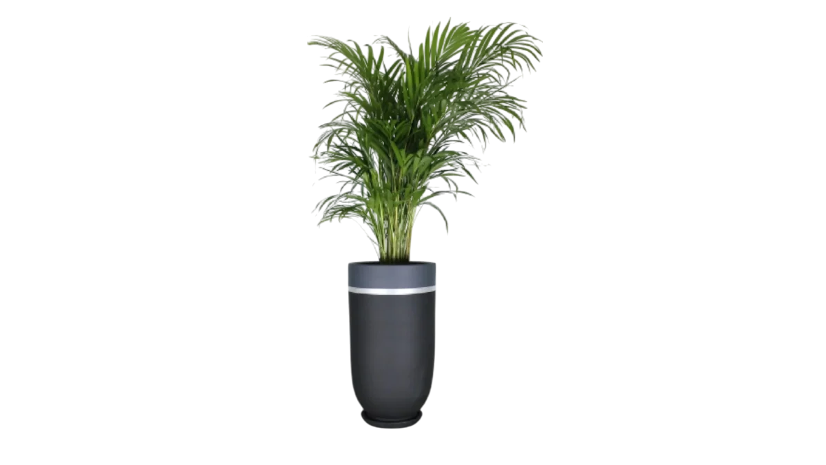 Jar Black Pot