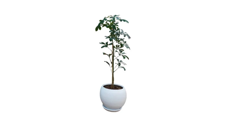 Orb Saksı