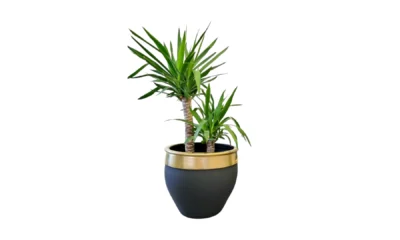Royal Large