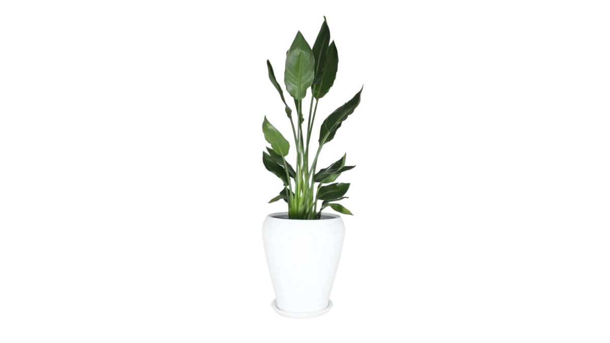 Ganz weißer Blumentopf