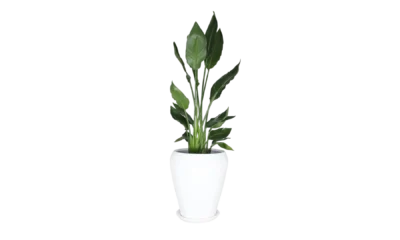 Pot tout blanc
