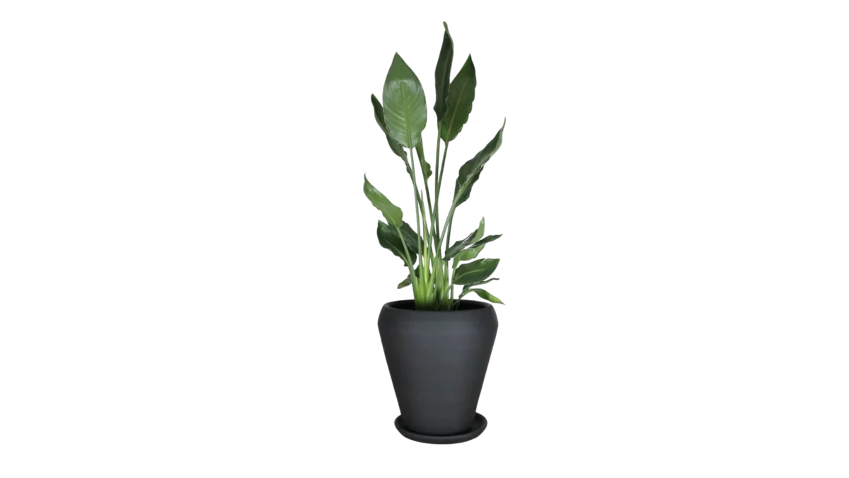 Yep – Schwarzer Blumentopf