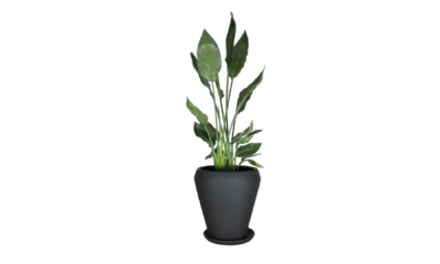 Pot noir Yep